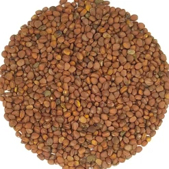 China rose kiemzaden bio<Pit&Pit Best Sale