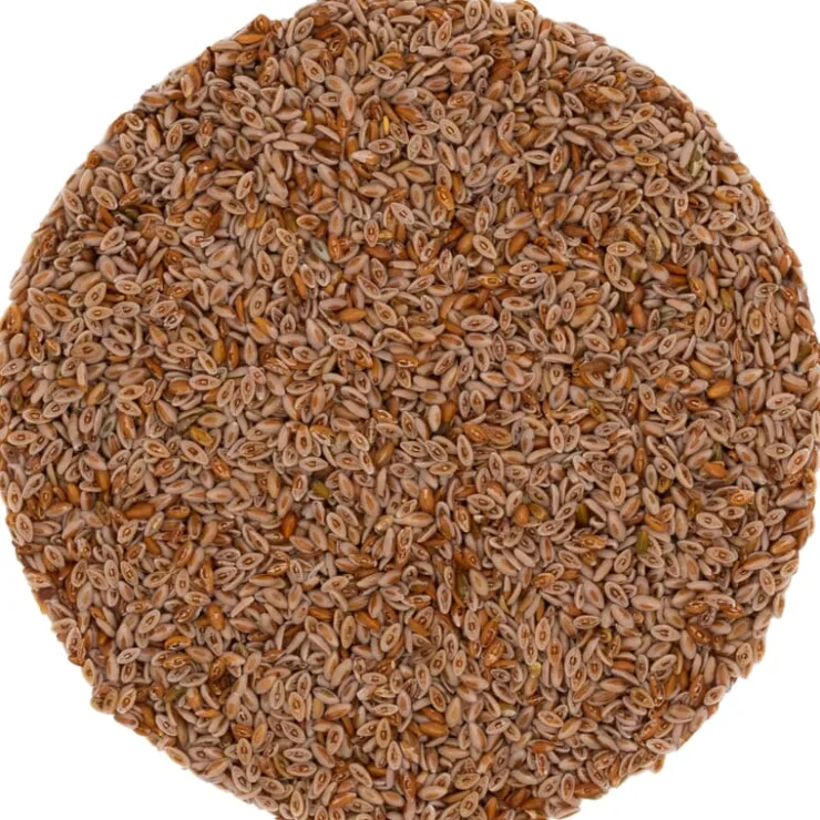 Psylliumzaad bio<Pit&Pit Outlet