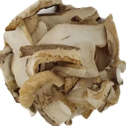 Shiitake bio<Pit&Pit Fashion