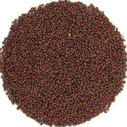 Zwart mosterdzaad bio<Pit&Pit Cheap